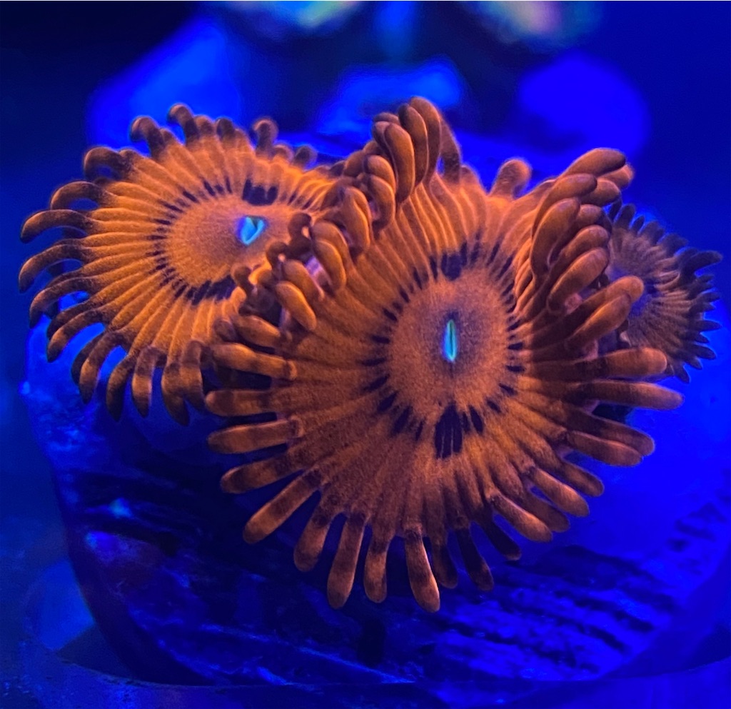 マメスナ(6) 種類　カラフル　フラグベース7cm マメスナ(6) 種類 カラフル フラグベース7cm METROCS colorful