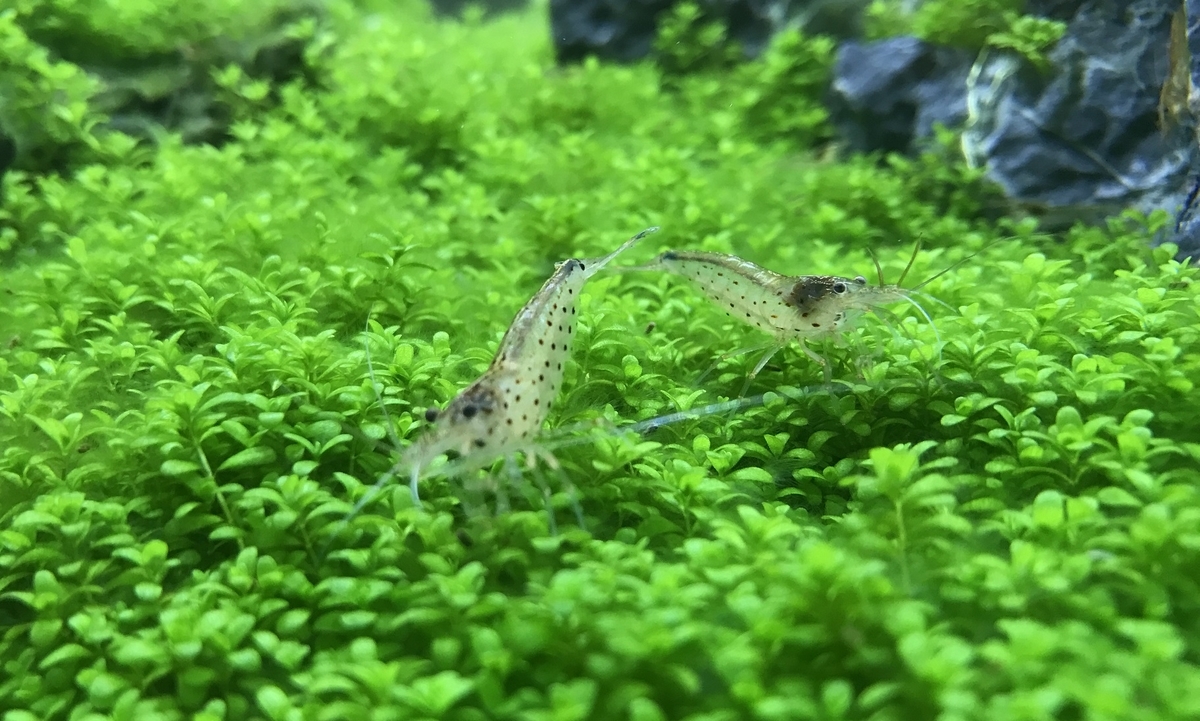 淡水コケ取り生体の紹介 淡水海水30cm生活