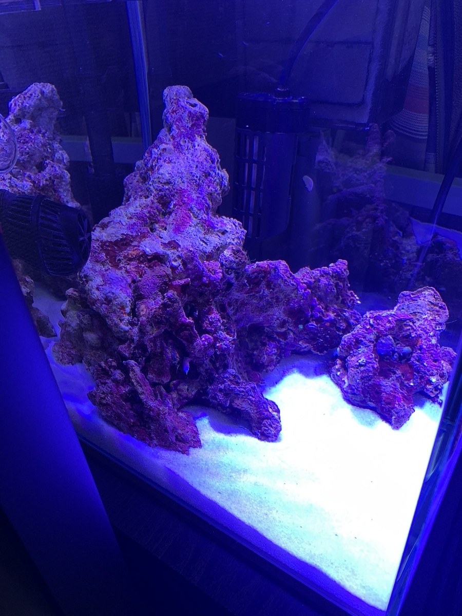 コトブキ 30センチキューブ水槽•海道河童 海水水槽レイアウトの作成風景 - 淡水海水30cm生活