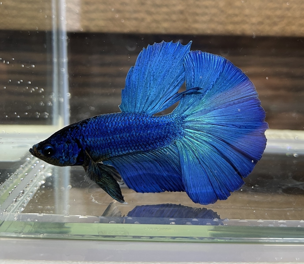 ベタ飼育はじめます (ベタお迎え編) - 淡水海水30cm生活