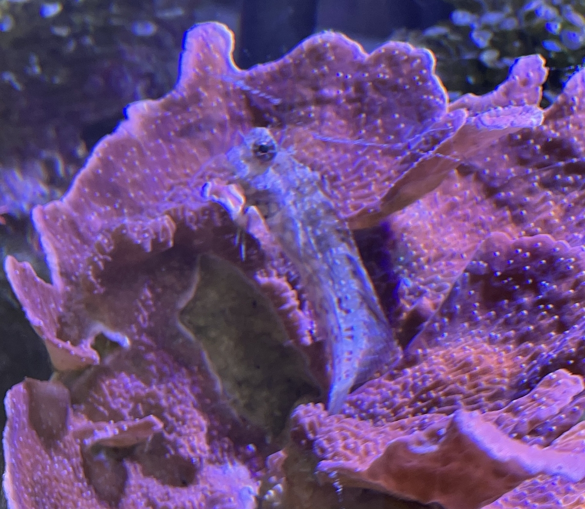 ウスコモンサンゴのフラグ化 - 淡水海水30cm生活