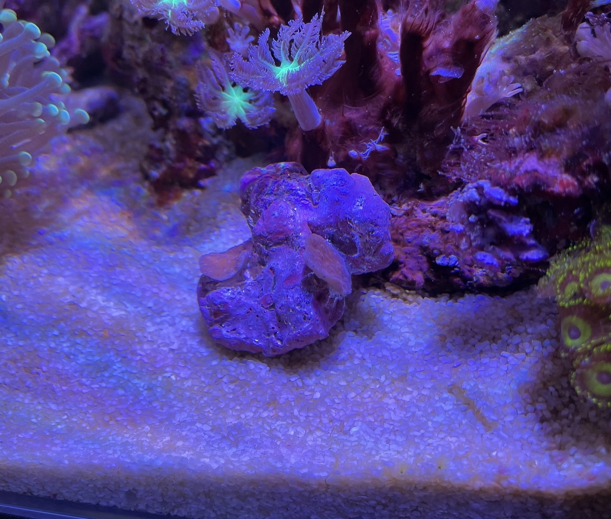 代理　サンゴセット③（スタポ、ウスコモン） サンゴの追加とウスコモンサンゴの株分け - 淡水海水30cm生活