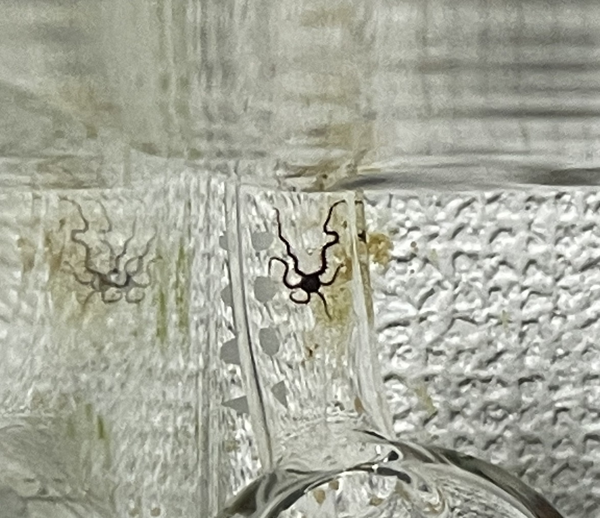 ライブロックに付いてきた生き物たち - 淡水海水30cm生活