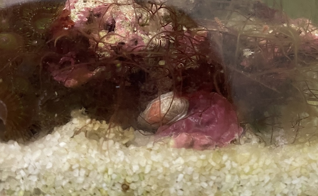 ライブロックに付いてきた生き物たち - 淡水海水30cm生活