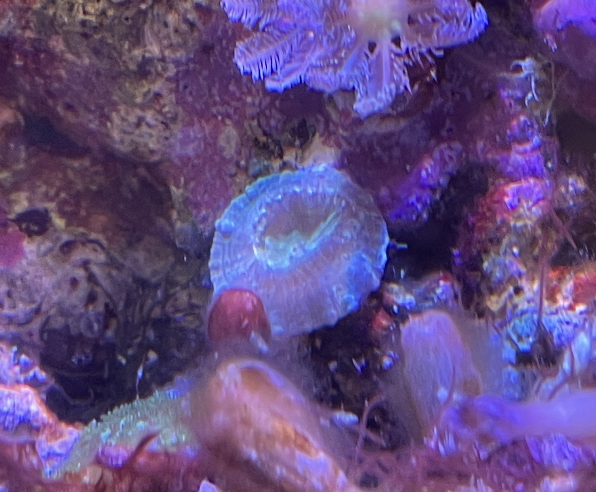 ライブロックに付いてきた生き物たち - 淡水海水30cm生活