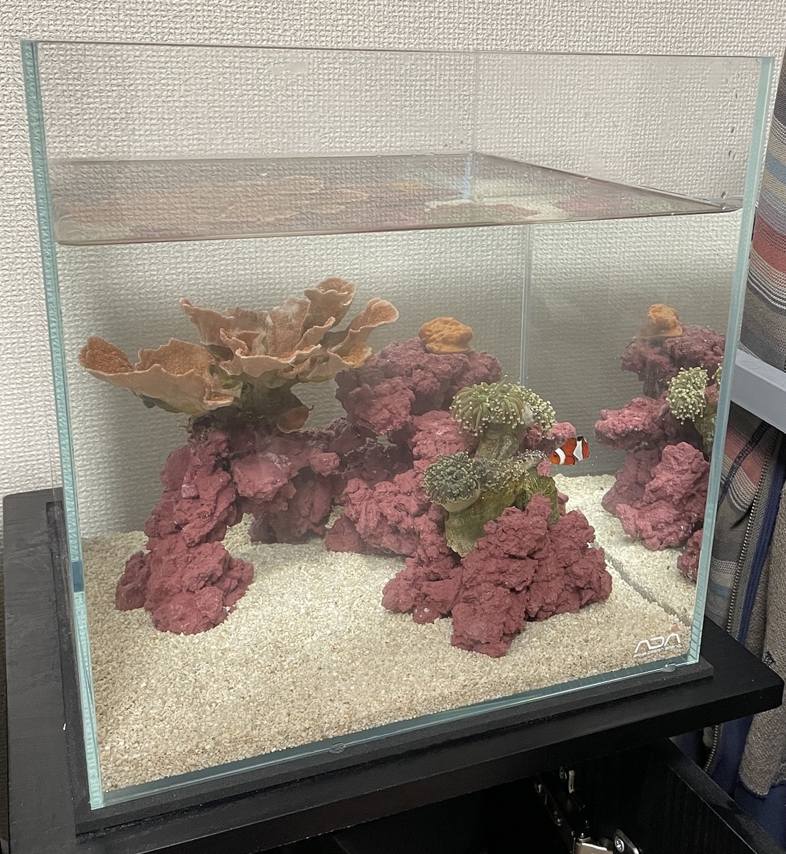 海水30cmキューブ水槽のリセット - 淡水海水30cm生活