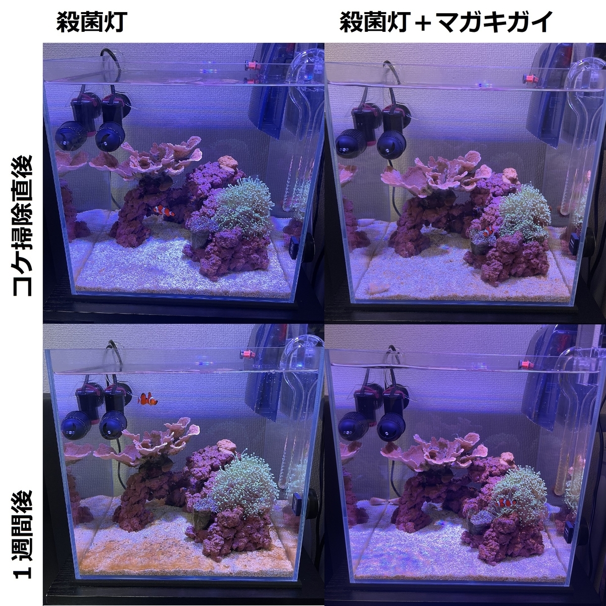 海水コケ対策 マガキガイを入れてみた 淡水海水30cm生活