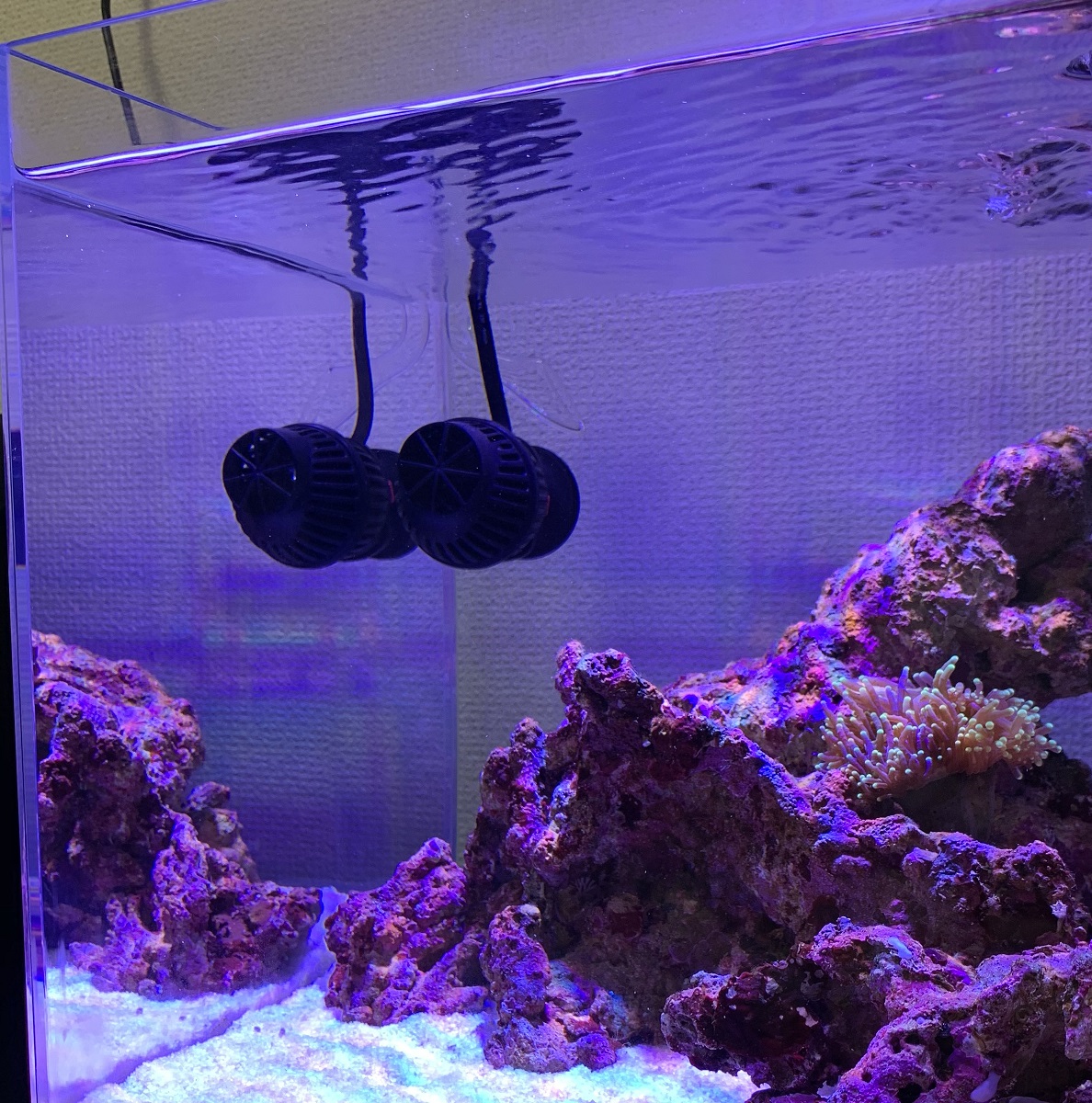 海水30cmキューブ水槽の「水流ポンプ選び」について - 淡水海水30cm生活