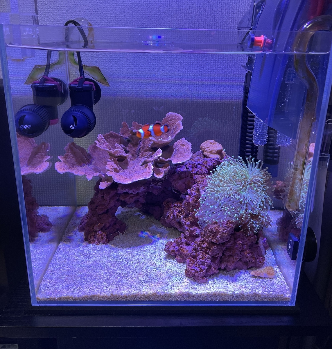 海水魚、サンゴ、ウェーブポンプ(マックススペクト)