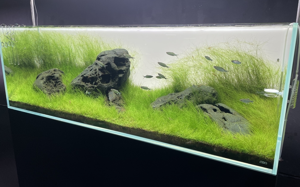 NATURE AQUARIUM EXHIBITION 2021 TOKYOに行ってきた - 淡水海水30cm生活