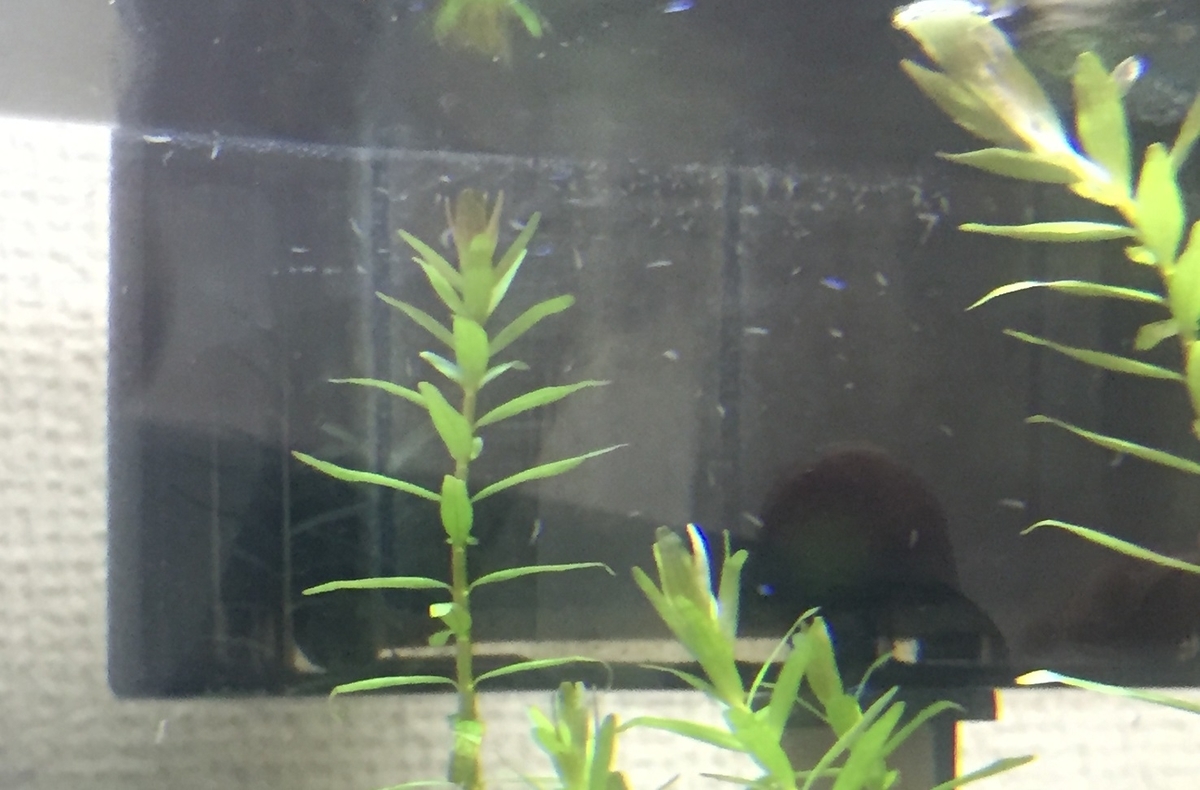 過去に作成した水槽の推移 ～2016年編～ - 淡水海水30cm生活