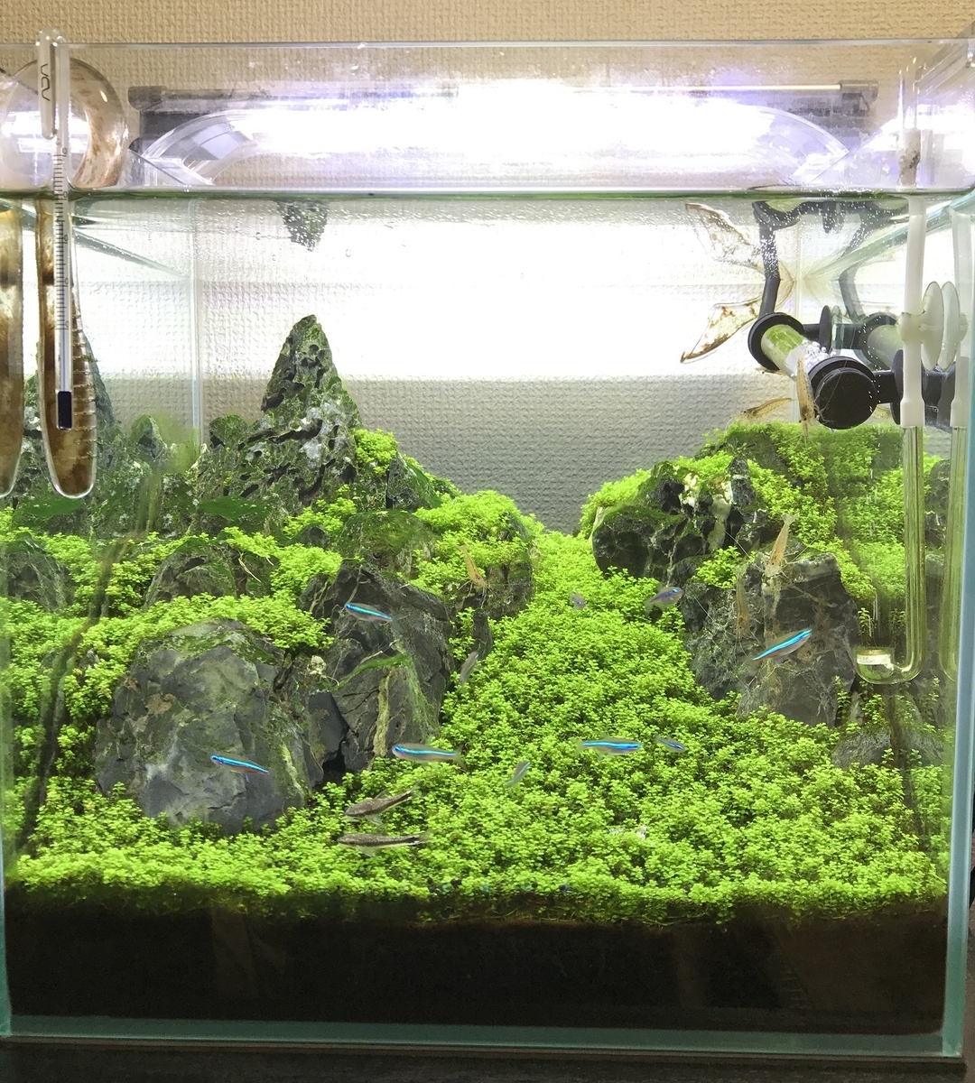 過去に作成した水槽の推移 ～2017年編～ - 淡水海水30cm生活