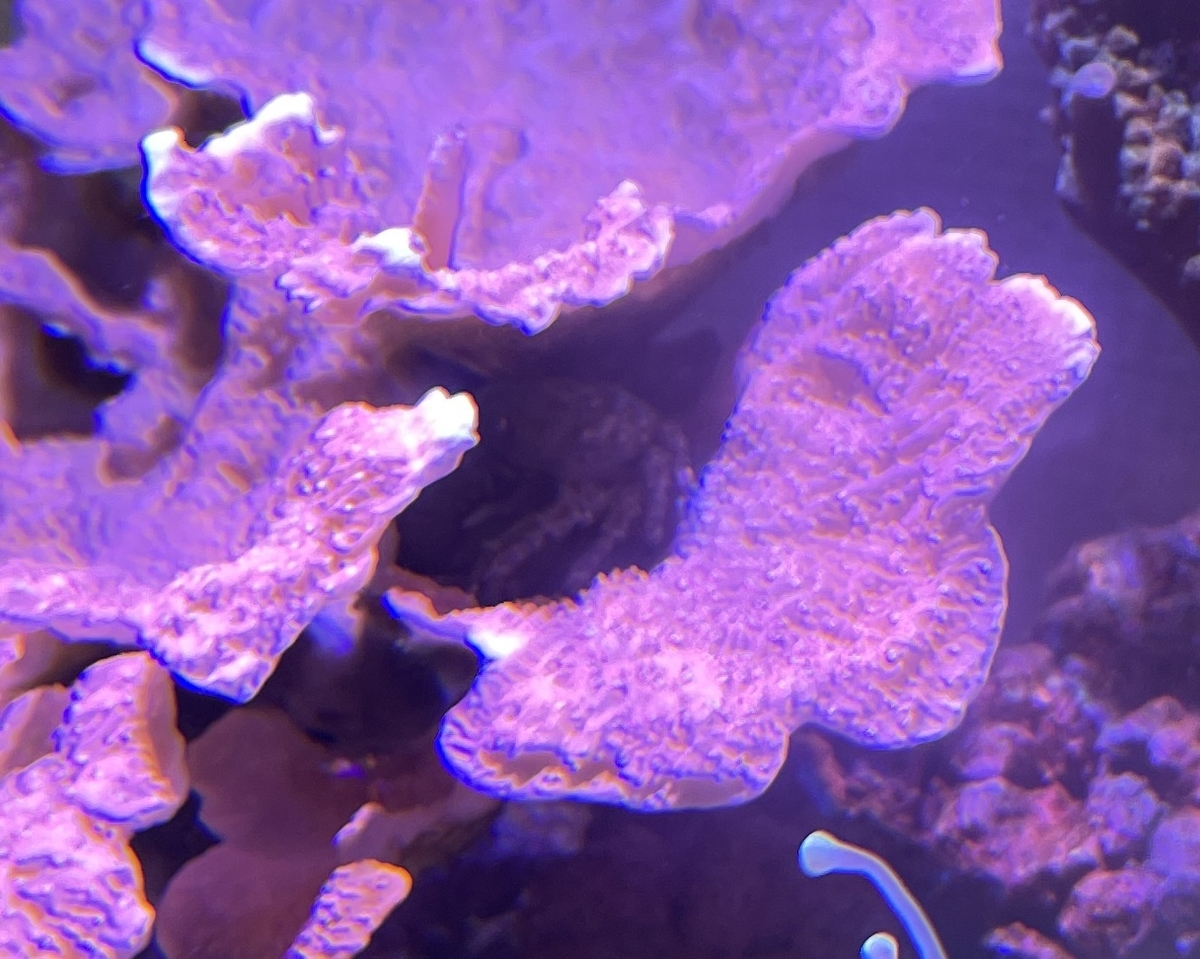 エメラルドグリーンクラブの脱皮 淡水海水30cm生活