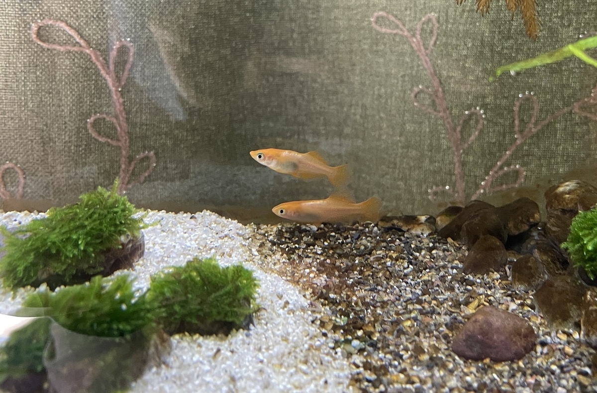 f:id:tomuzin:20220306122255j:plain