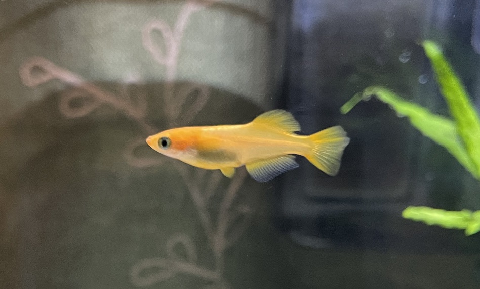 f:id:tomuzin:20220306122743j:plain