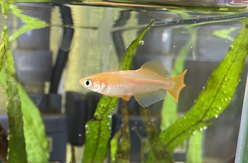 f:id:tomuzin:20220306122827j:plain