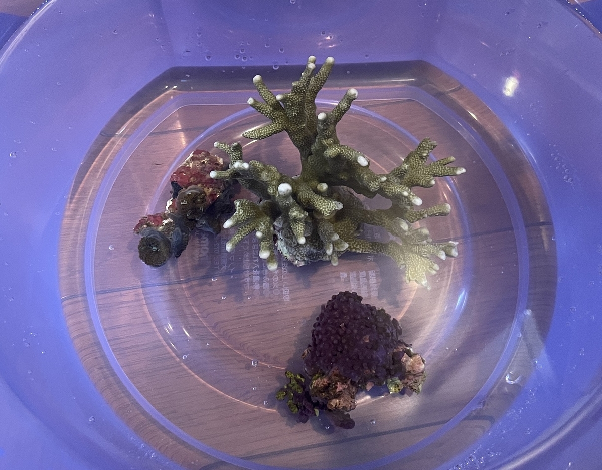サンゴの追加とウスコモンサンゴの株分け - 淡水海水30cm生活