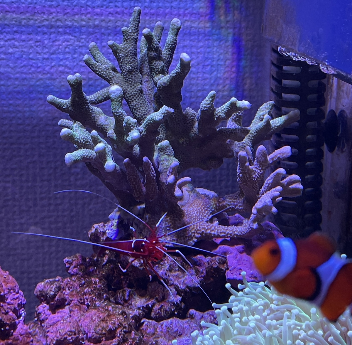 サンゴの追加とウスコモンサンゴの株分け - 淡水海水30cm生活