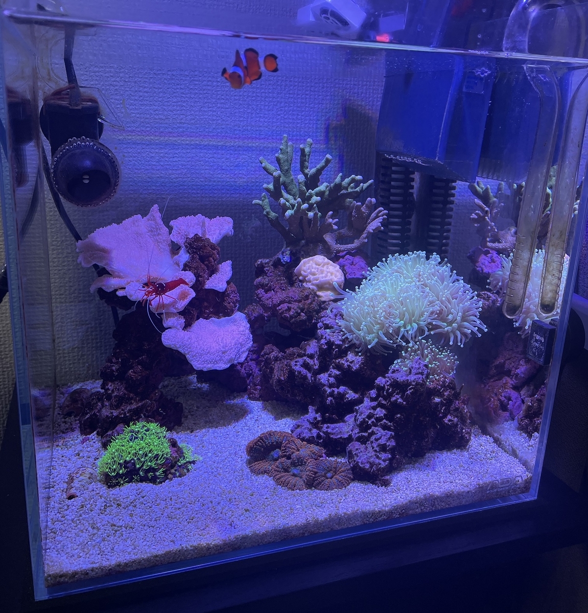 サンゴの追加とウスコモンサンゴの株分け - 淡水海水30cm生活