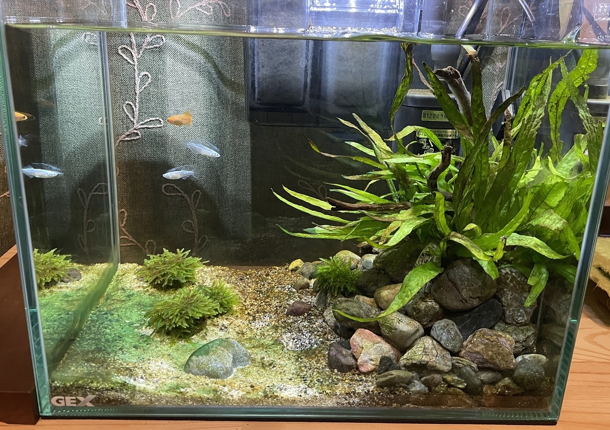 藍藻対策には遮光 淡水海水30cm生活 藍藻対策には遮光 淡水海水30cm生活