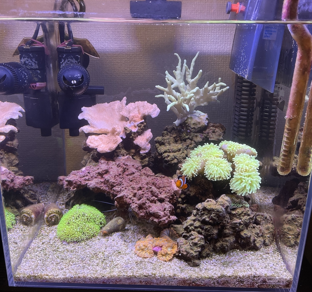 マンタ親子とサンゴ礁のアクアリウム♪♪ Amazon.co.jp: 水槽 サンゴ 人工サンゴ 人工 珊瑚 オブジェ