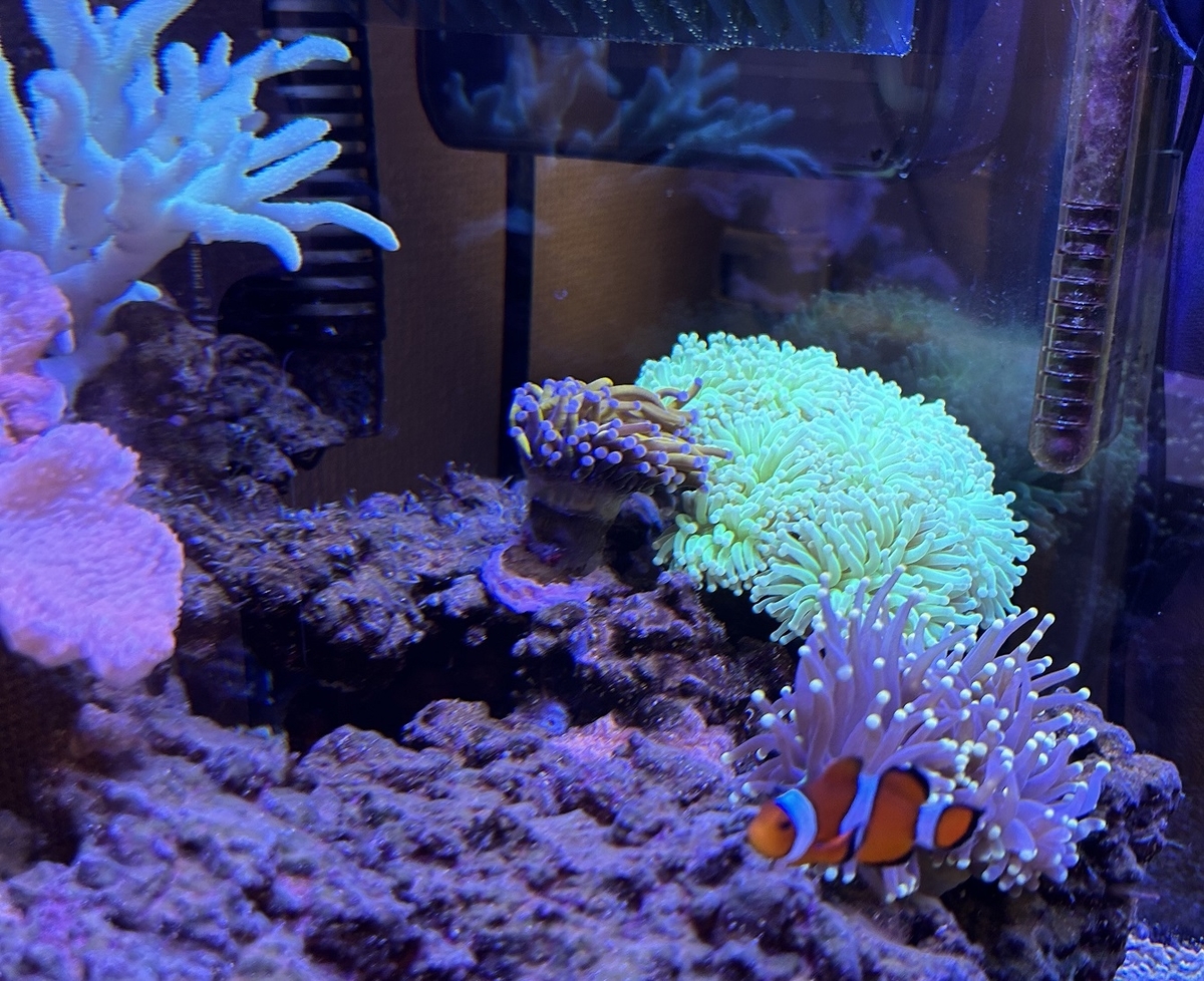 ツツマルハナサンゴを追加 - 淡水海水30cm生活