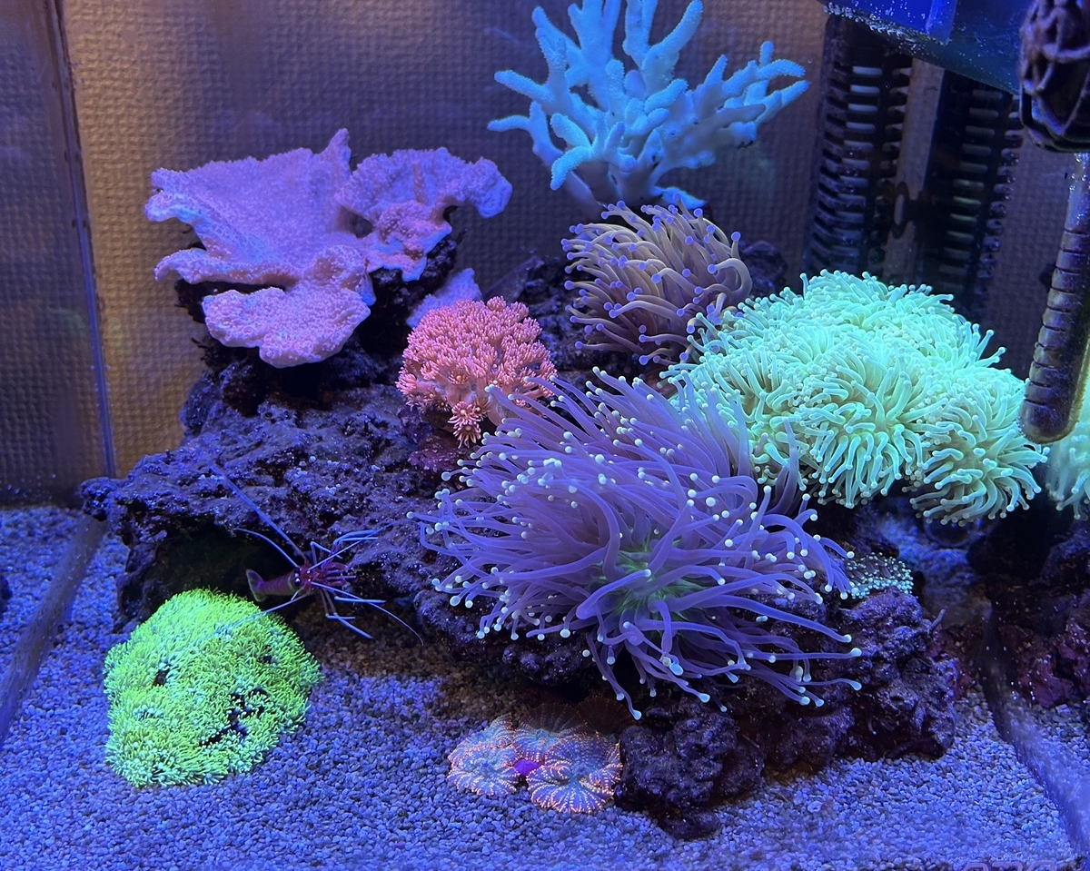 サンゴの餌やり - 淡水海水30cm生活