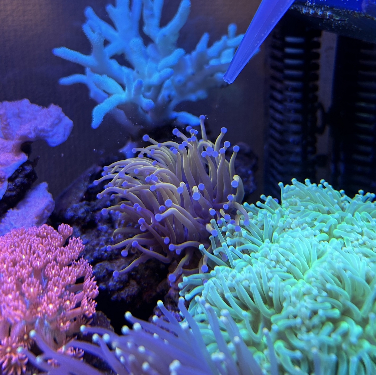 サンゴの餌やり - 淡水海水30cm生活