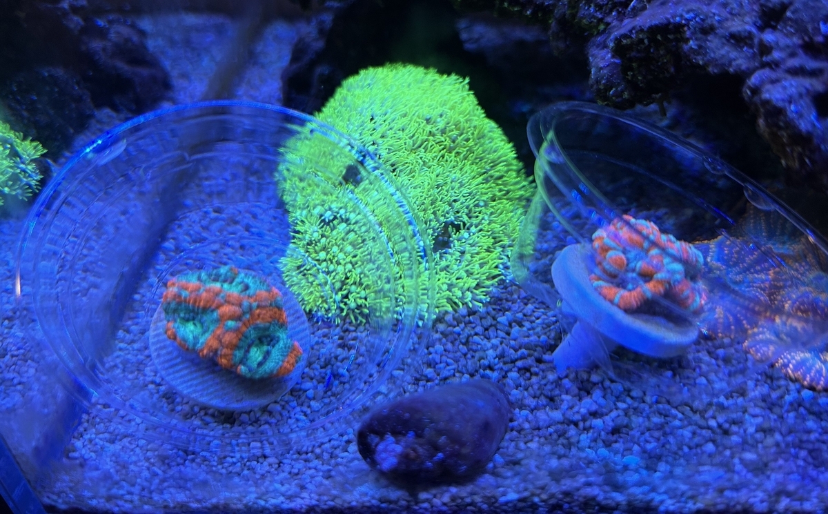 カクオオトゲキクメイシを購入 - 淡水海水30cm生活