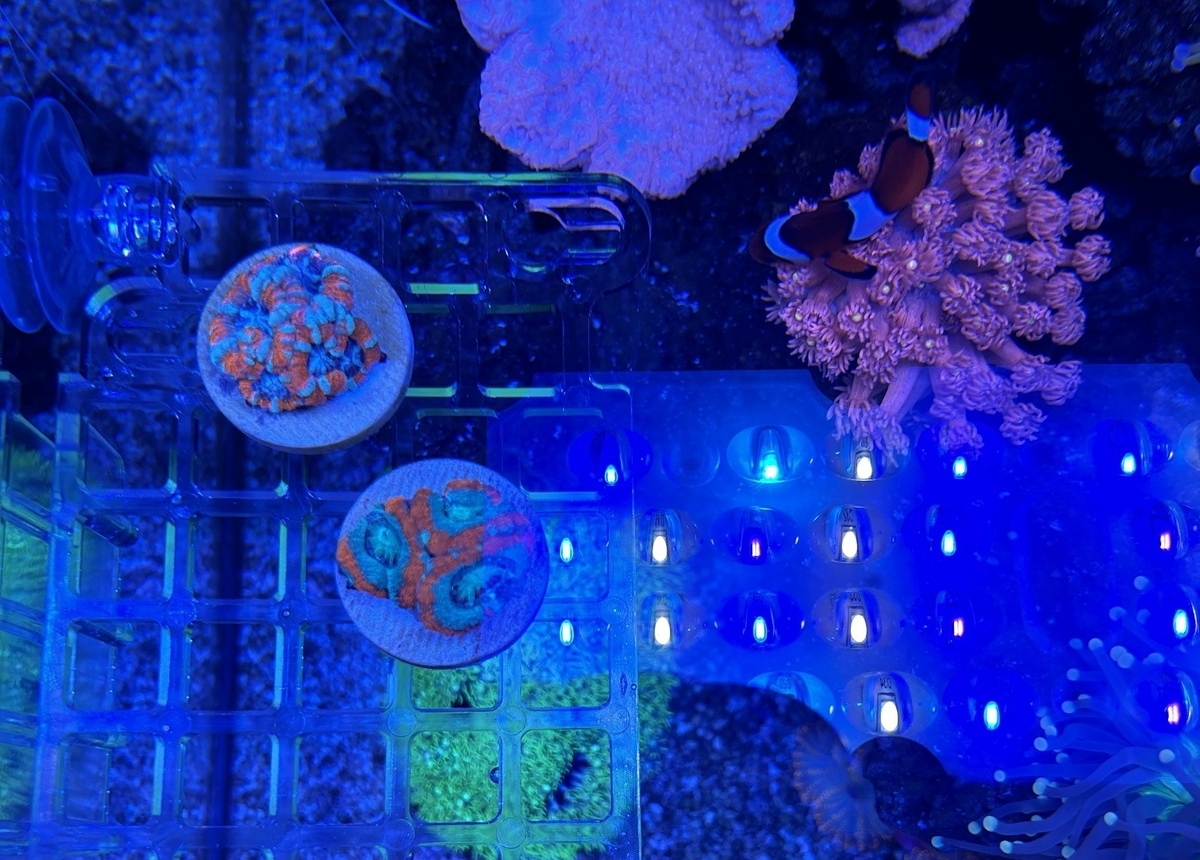 カクオオトゲキクメイシを購入 - 淡水海水30cm生活