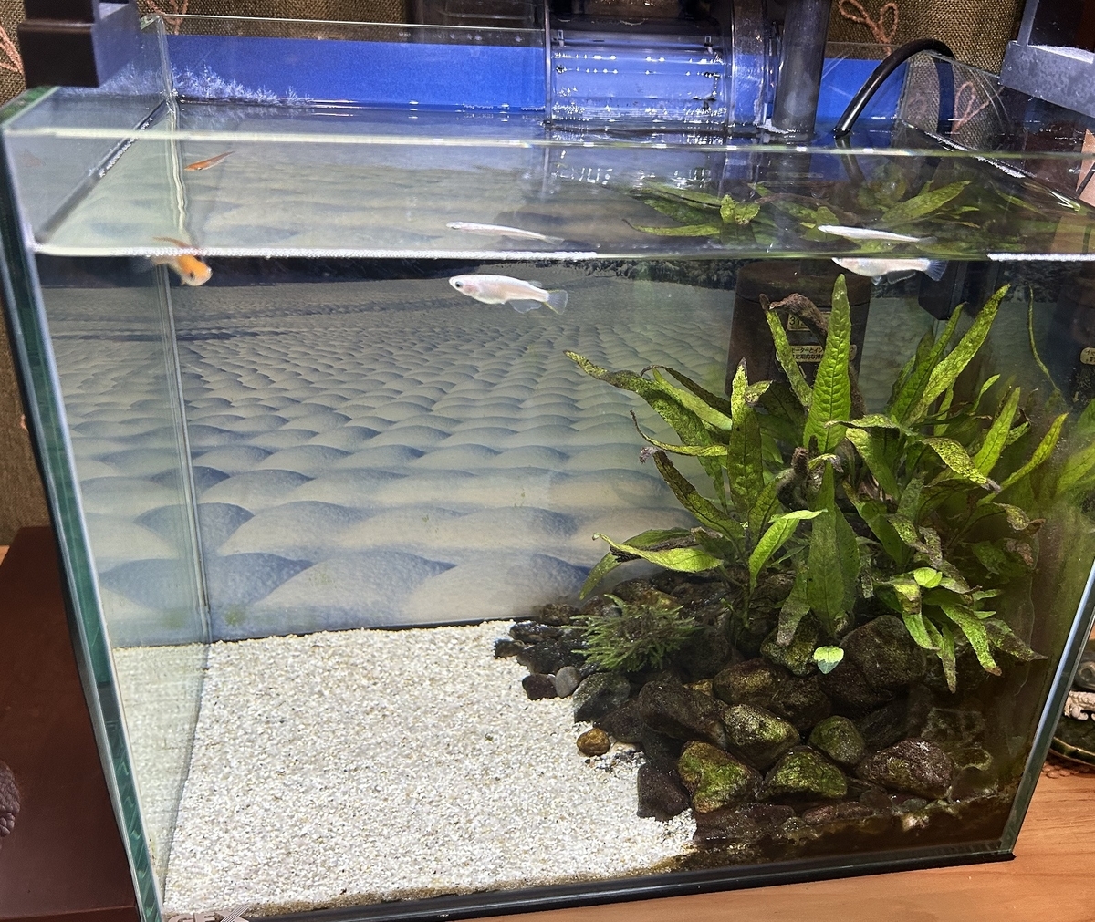 メダカ水槽10Lサイズ×6個底ろ過式砂は付いていません メダカ水槽10Lサイズ×6個底ろ過式砂は付いていません