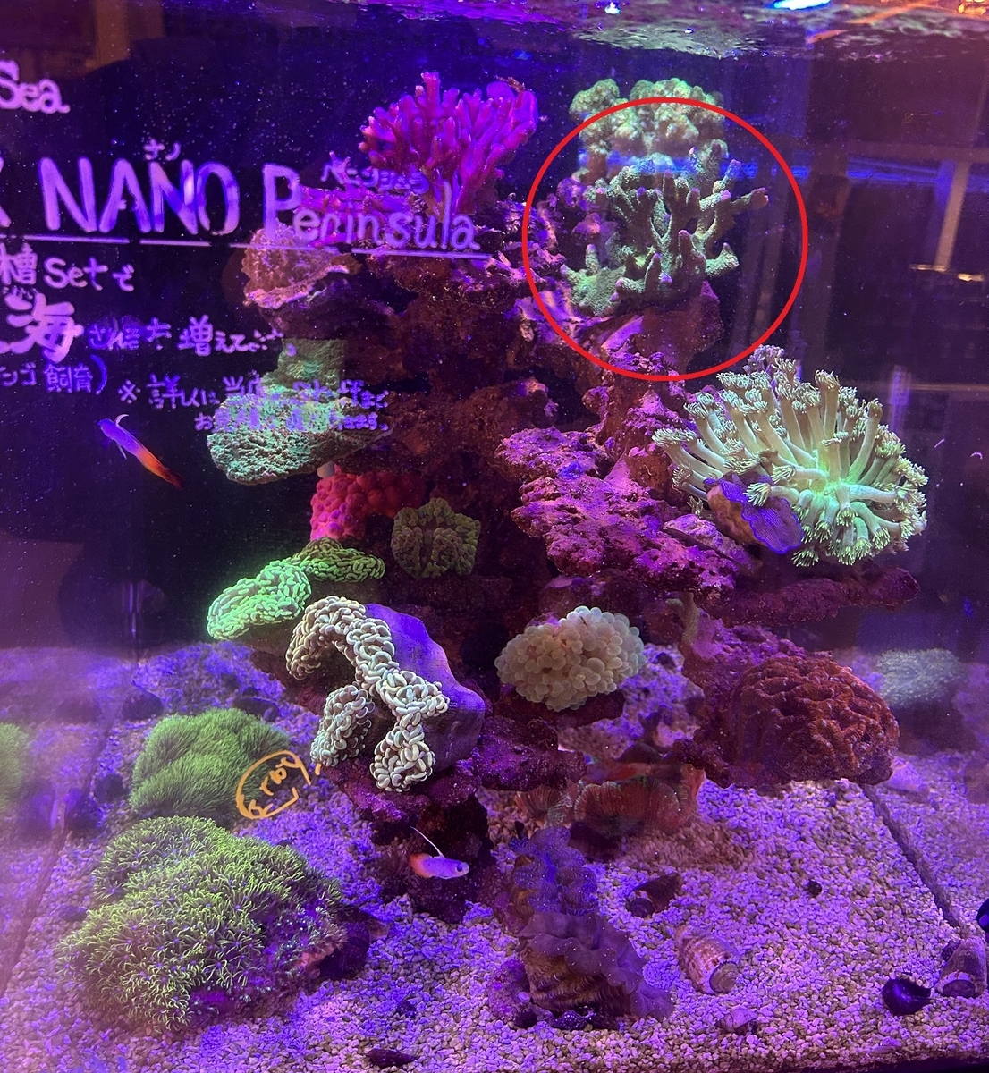 エダコモンサンゴ、リベンジ - 淡水海水30cm生活