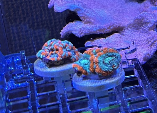 購入したサンゴ達その後 - 淡水海水30cm生活