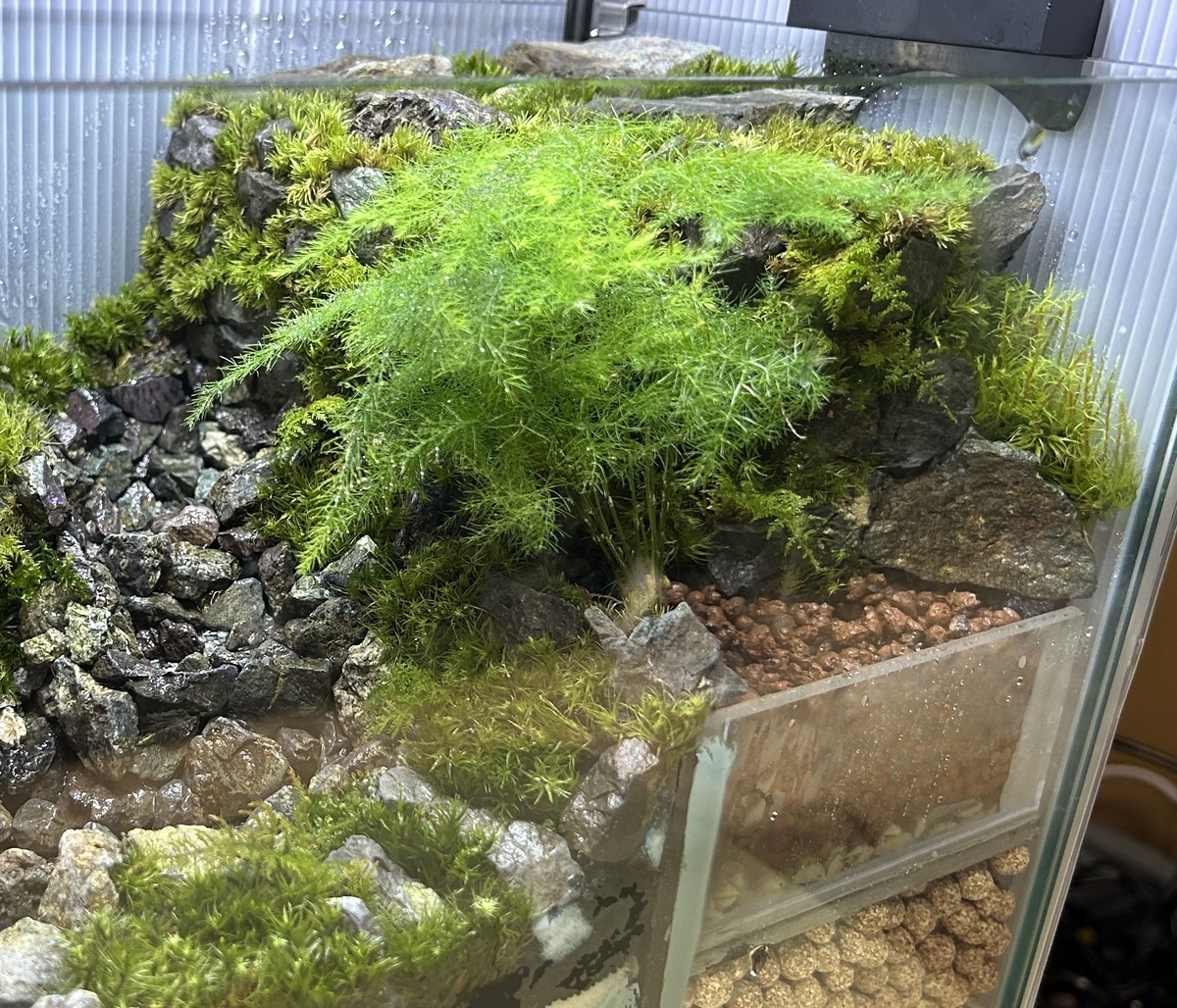川の流れるアクアテラリウム作成⑦ ～コケ植栽編～ - 淡水海水30cm生活
