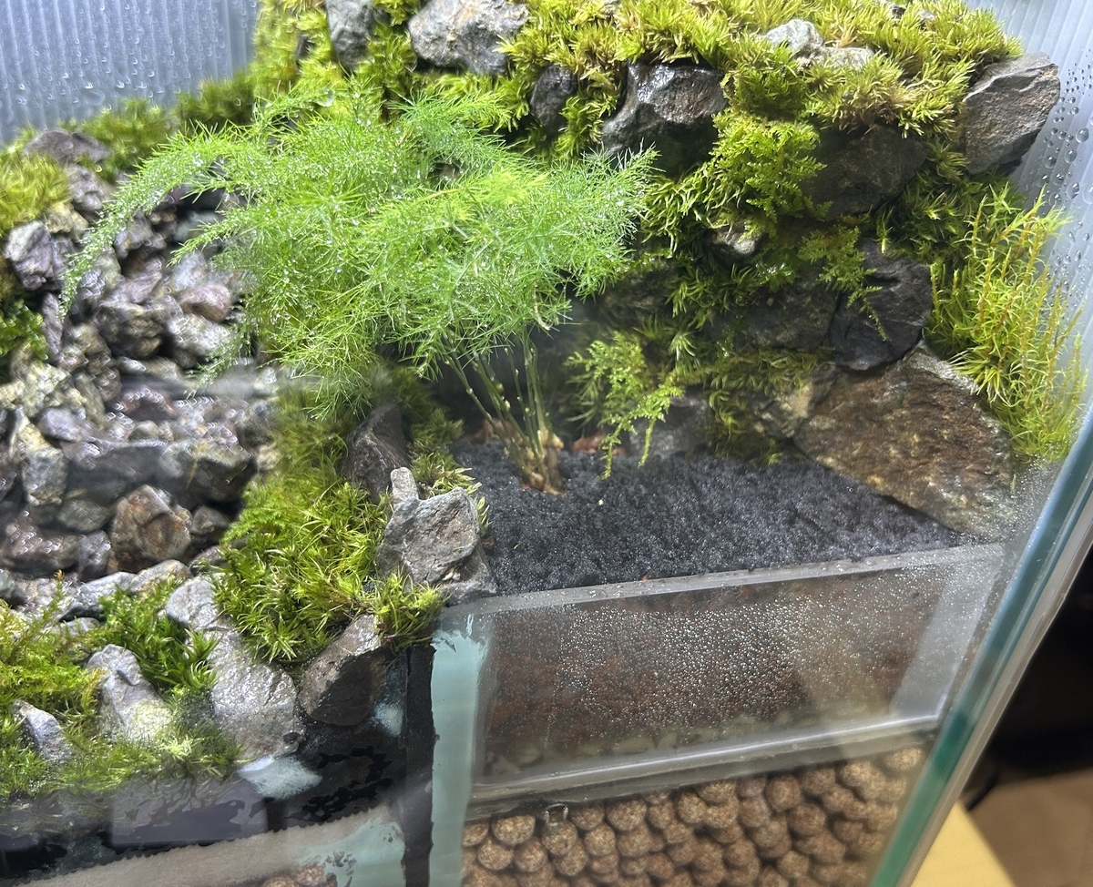 川の流れるアクアテラリウム作成⑦ ～コケ植栽編～ - 淡水海水30cm生活