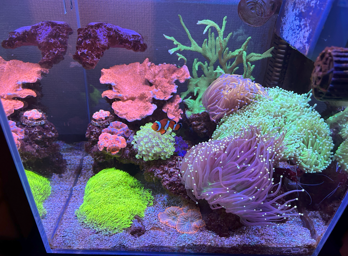 海水30cmキューブ水槽の紹介 パートⅡ - 淡水海水30cm生活