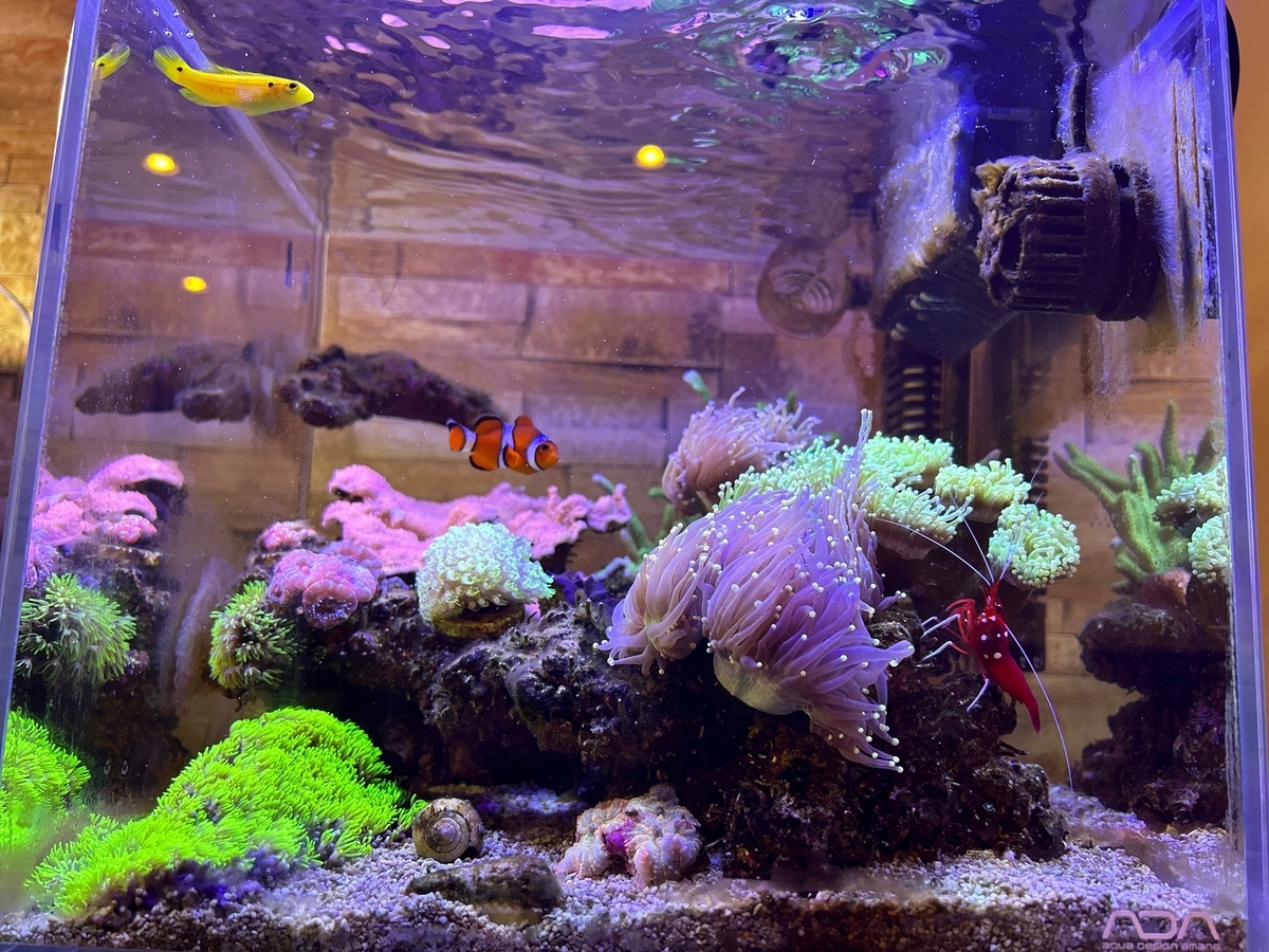 30cmキューブでもサンゴの色揚げがしたい - 淡水海水30cm生活