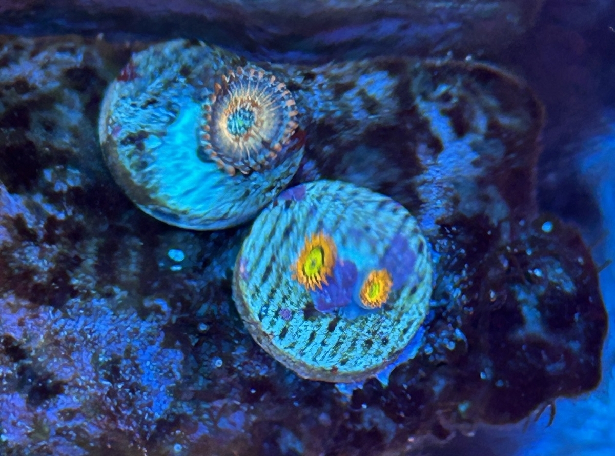 トールマンでマメスナギンチャクを購入 - 淡水海水30cm生活