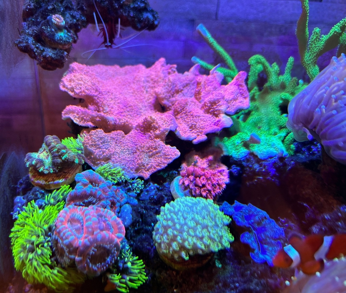 淡水海水30cm生活