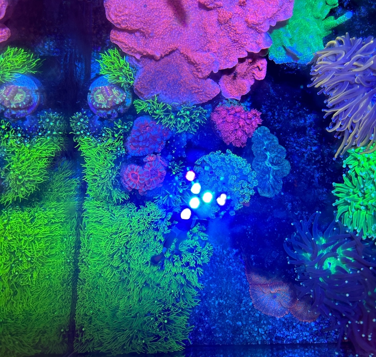 スターポリプが侵食2 - 淡水海水30cm生活