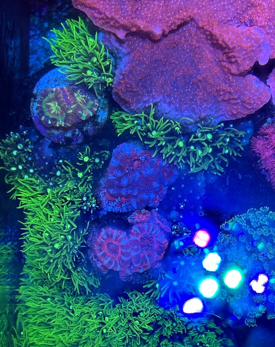 スターポリプが侵食2 - 淡水海水30cm生活