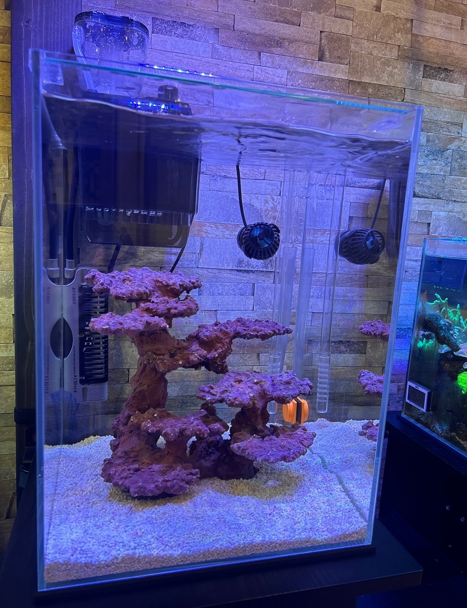 海水30cmハイ水槽 ～立ち上げから1ヶ月半経過～ - 淡水海水30cm生活