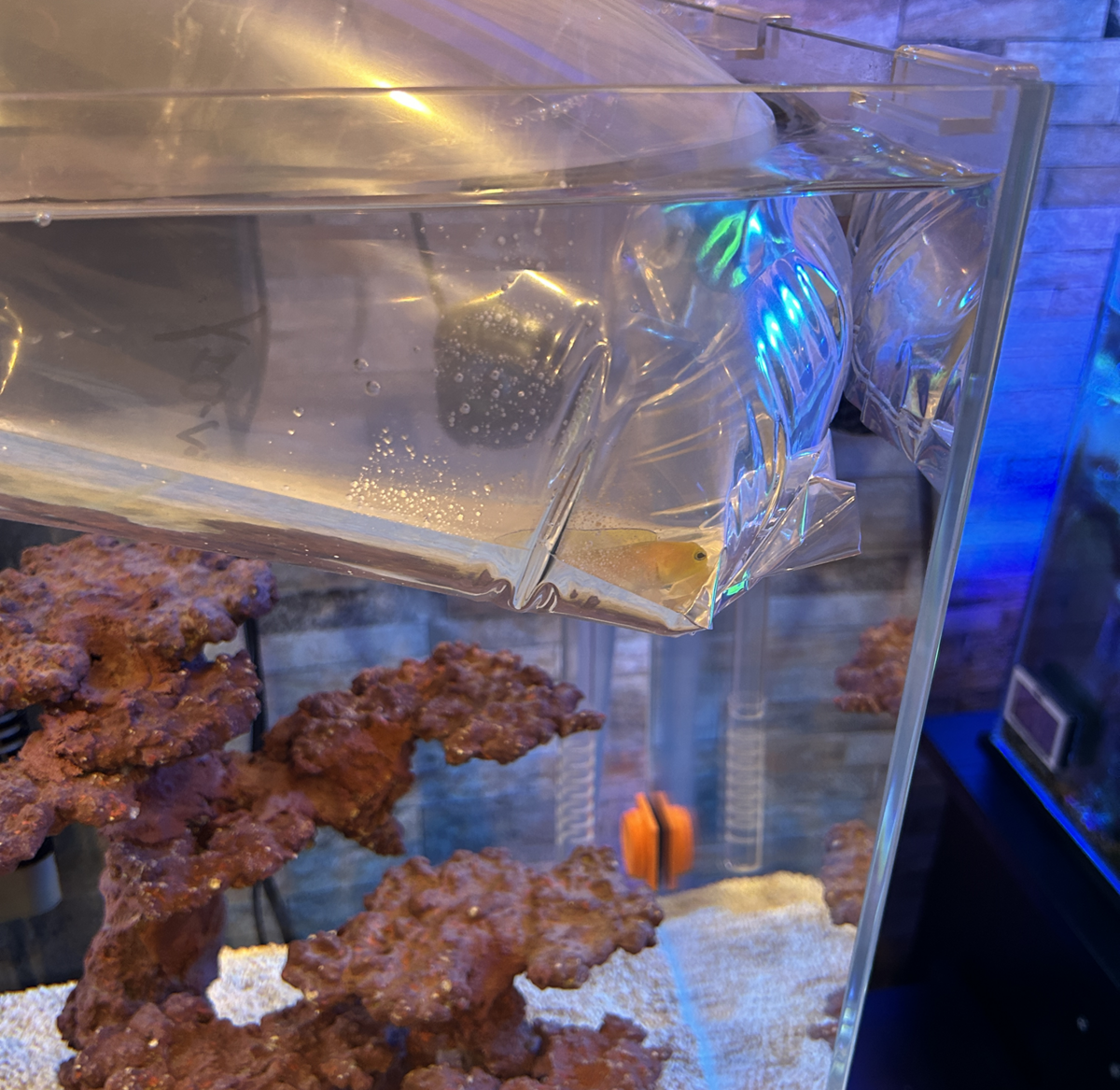 本物 イエローヘッドジョー ベビー ３匹セット ３から５ＣＭ S/SMサイズ アメリカ 海水魚・ジョーフィッシュ】【通販】 イエローヘッドジョーF.(パーリー