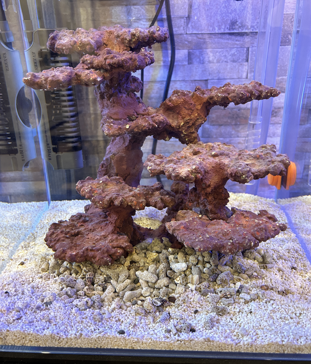 イエローヘッドジョーお迎え - 淡水海水30cm生活