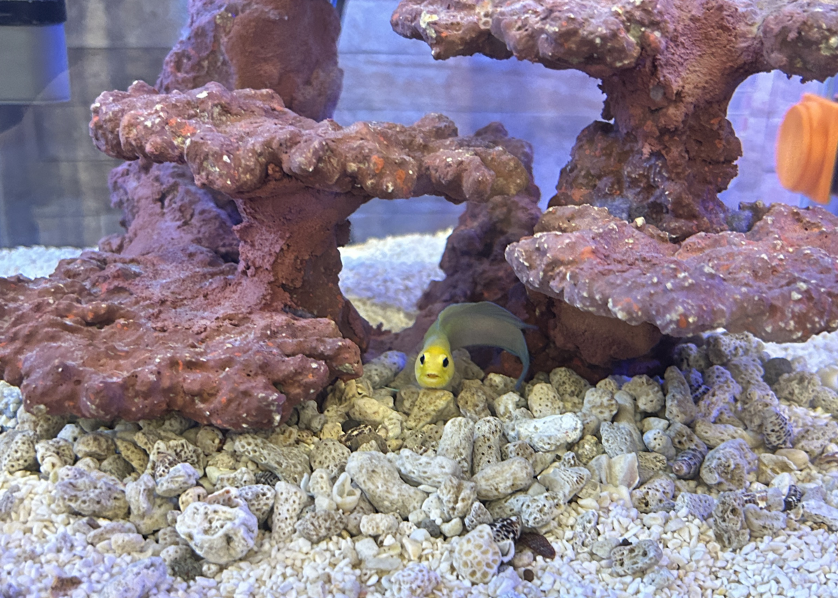 イエローヘッドジョーお迎え - 淡水海水30cm生活