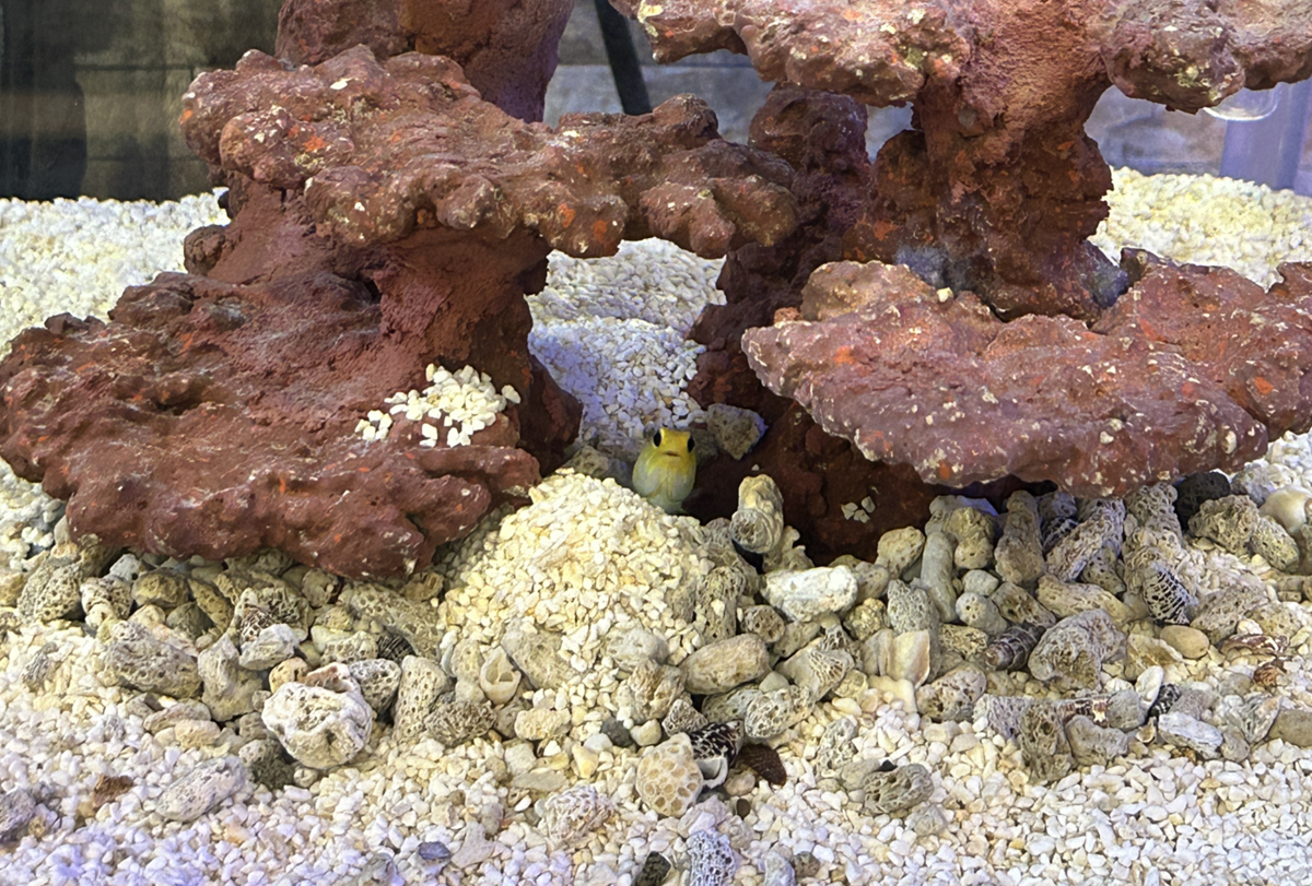 イエローヘッドジョーお迎え - 淡水海水30cm生活