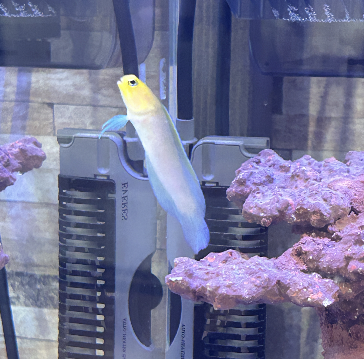 イエローヘッドジョーお迎え - 淡水海水30cm生活