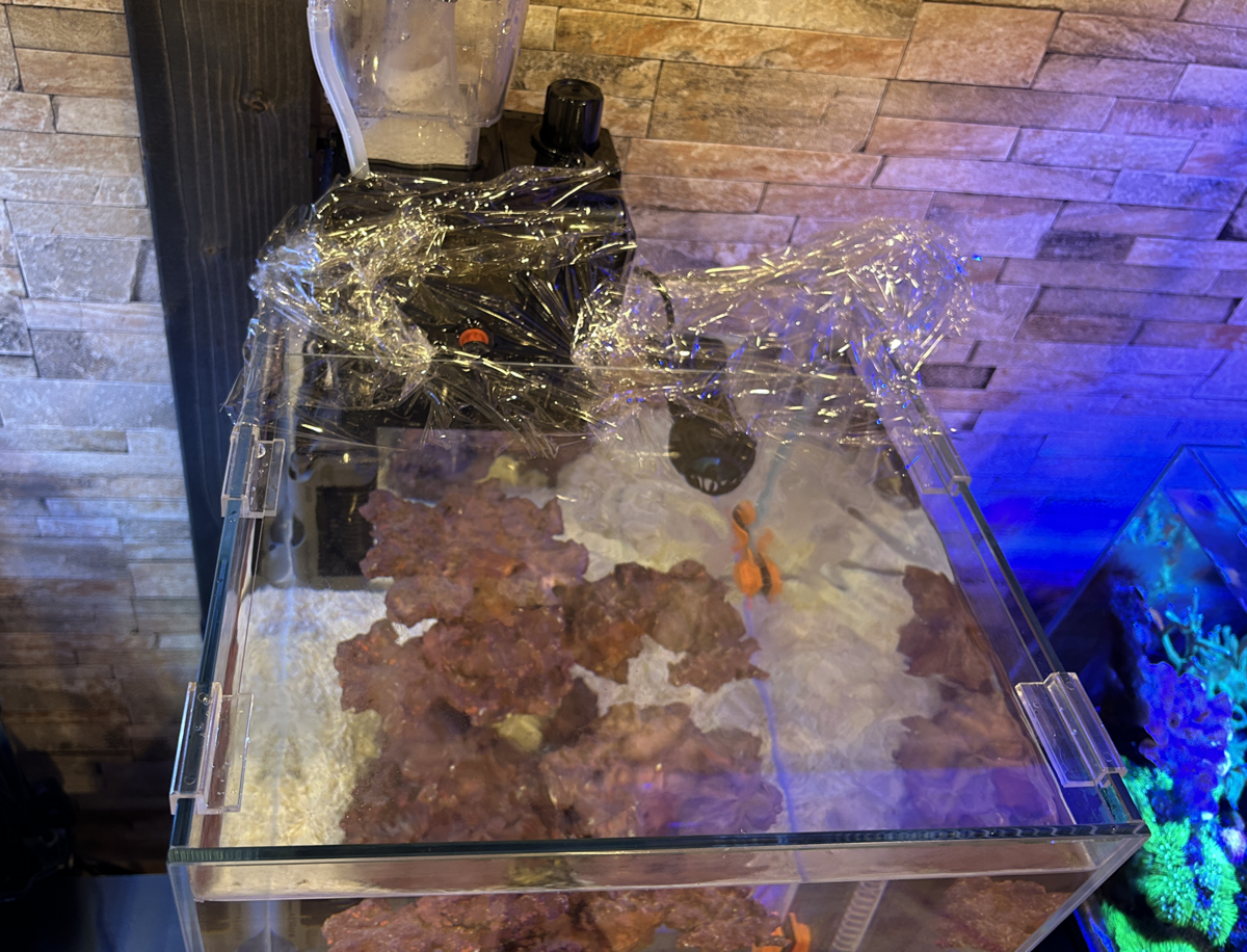 イエローヘッドジョーお迎え - 淡水海水30cm生活