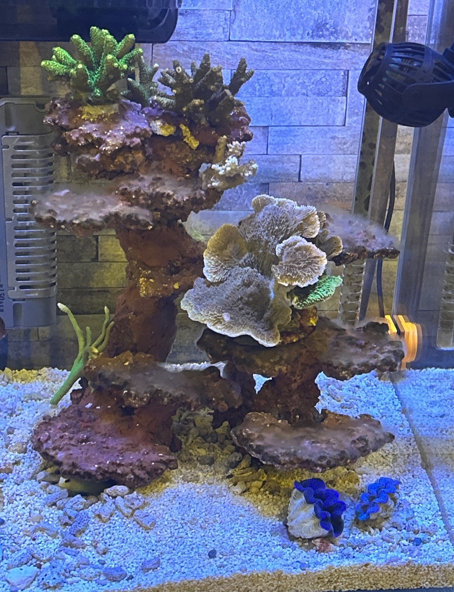 ウスコモンサンゴ(9) ブリードウスコモンサンゴ（Green）（個体販売）（±10ｃｍ）No.9（生体）