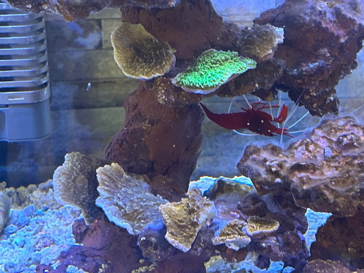 ウスコモンサンゴ RedとGreen 7X3,5cm ウスコモンサンゴ (Red Montipora Cap) - コーラルアクアティック